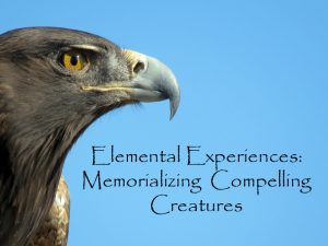 elemental-experiences-memorializing-compelling-creatures