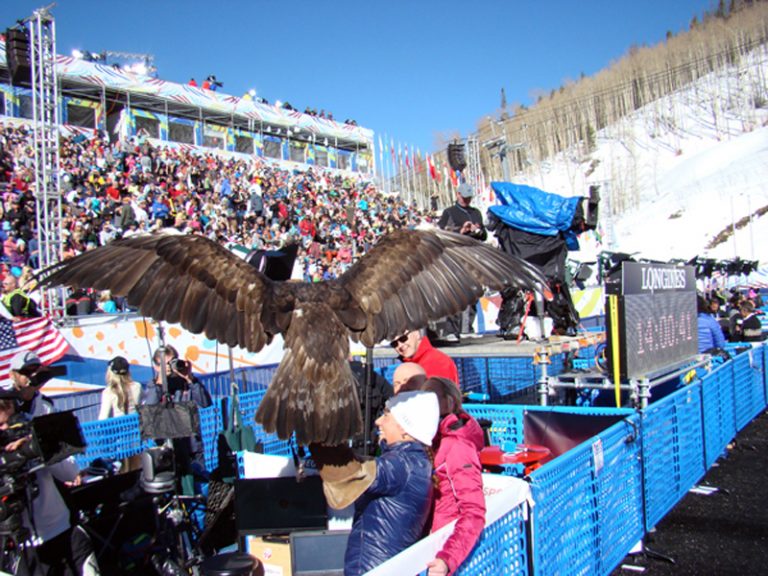 Birds of Prey Ski Championship Races at Beaver Creek – Raptor Education